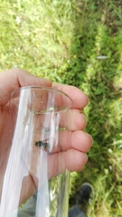 Dolichovespula saxonica