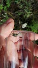 Dolichovespula saxonica