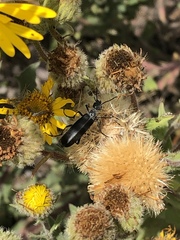 Epicauta curvicornis