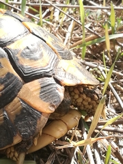 Testudo hermanni hermanni