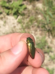 Eurythyrea micans