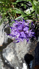 Phyteuma hedraianthifolium