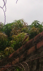 Pitangus sulphuratus