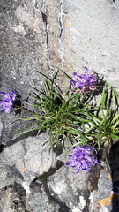 Phyteuma hedraianthifolium