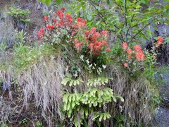 Castilleja miniata dixonii