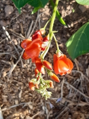 Phaseolus coccineus