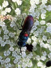 Chrysis scutellaris