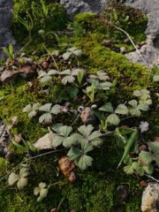 Pelargonium ternifolium