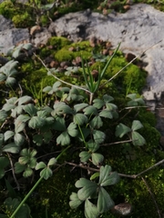 Pelargonium ternifolium