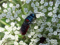 Chrysis scutellaris