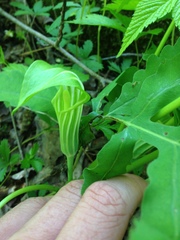 Arisaema triphyllum
