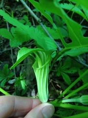 Arisaema triphyllum