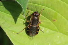 Odontomyia ornata