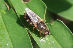 Odontomyia ornata