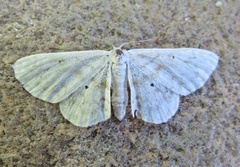 Idaea obfusaria