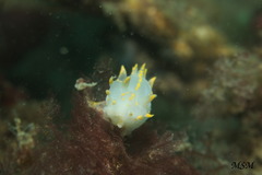 Polycera marplatensis