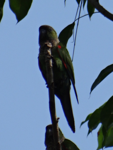 Pyrrhura rupicola