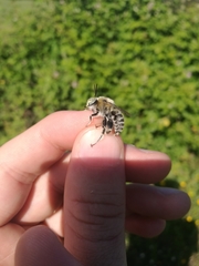 Anthophora femorata