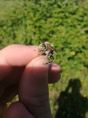 Anthophora femorata