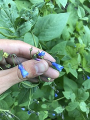 Mertensia paniculata