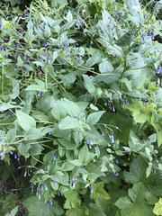 Mertensia paniculata
