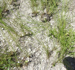 Stipa tirsa