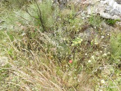 Hordeum murinum leporinum