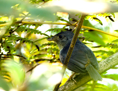 Scytalopus novacapitalis