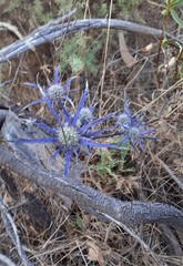 Eryngium dilatatum