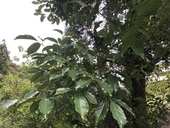 Cinnamomum micranthum