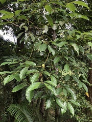 Cinnamomum micranthum