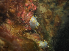 Polycera marplatensis