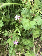 Geranium robertianum