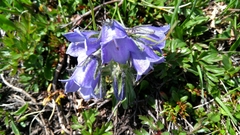 Campanula alpina