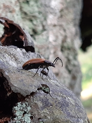 Pseudocistela ceramboides