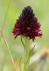 Gymnadenia