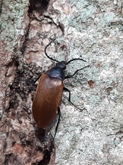 Pseudocistela ceramboides