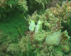Polycera marplatensis