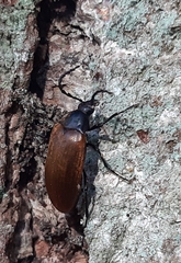 Pseudocistela ceramboides