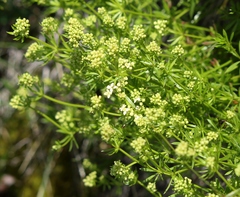 Galium anisophyllon