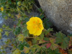 Potentilla crantzii