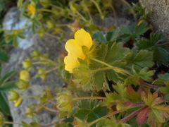 Potentilla crantzii