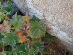 Potentilla crantzii