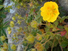 Potentilla crantzii