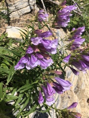 Penstemon lyallii