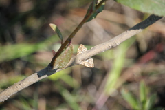 Elophila icciusalis