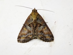 Lophoptera