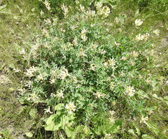 Astragalus albicaulis