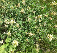 Astragalus albicaulis