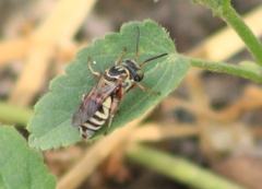 Triepeolus grandis
